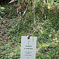 Source guérisseuse Saint-Antoine Maux de ventre Losse 