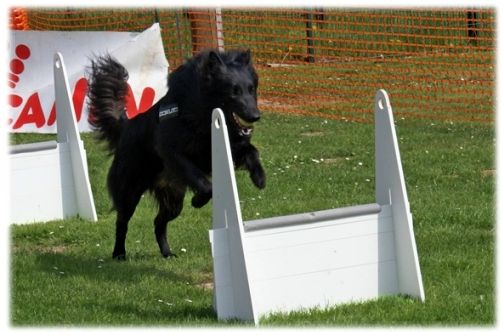 flyball (5)