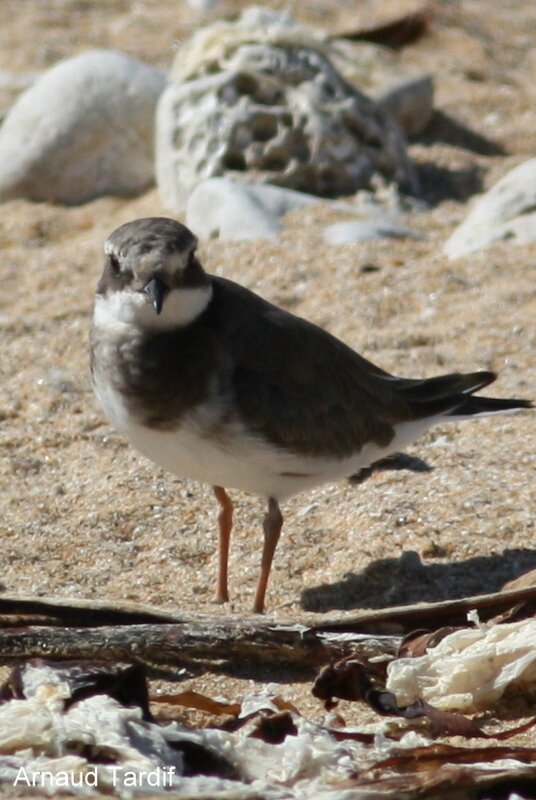 Les Oiseaux Du Bord De Mer Passion De Limage