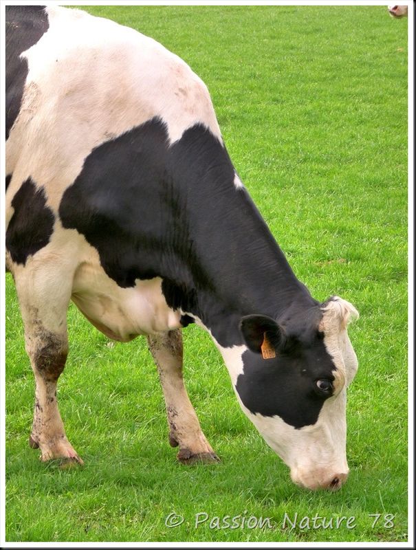 La vache Prim'Holstein (5)