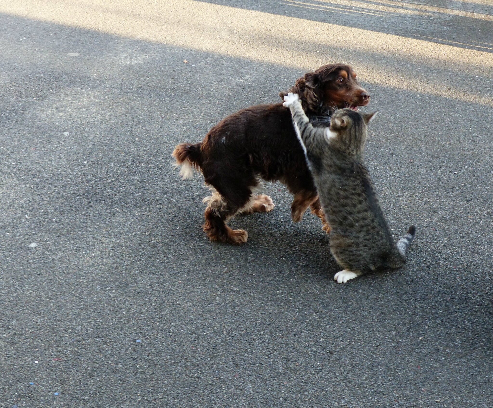 Comme Chien Et Chat Balades Au Fil Des Jours