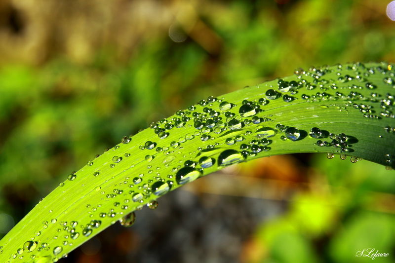goutte3