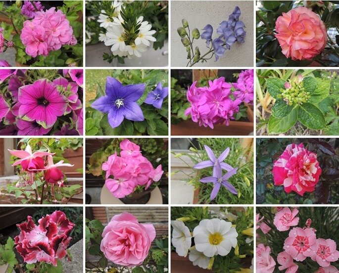 fleurs