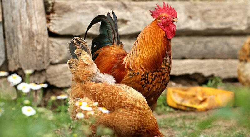 Donner Des Lentilles Crues Aux Poules Faire un poulailler et avoir un poulailler chez soi..et des poules