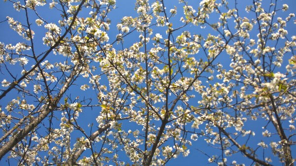 20190331 cerisier en fleurs