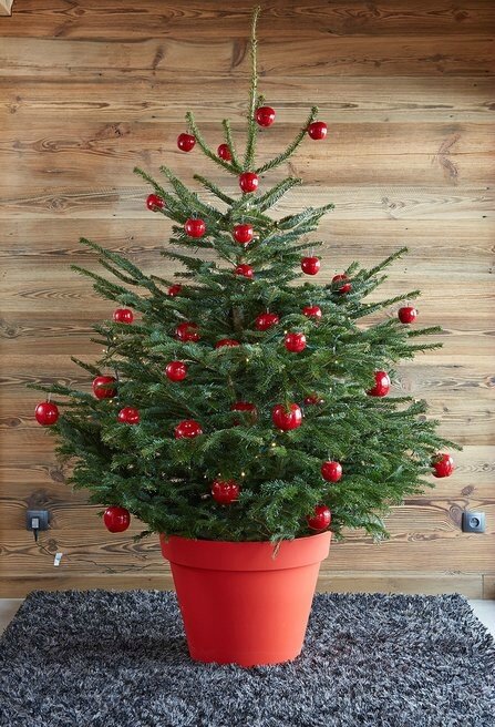 01BF000007803975-photo-sapin-en-pot-boules-rouges