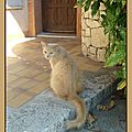 Caramel ou l'histoire d'un vieux chat