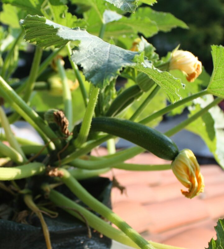 courgettes3
