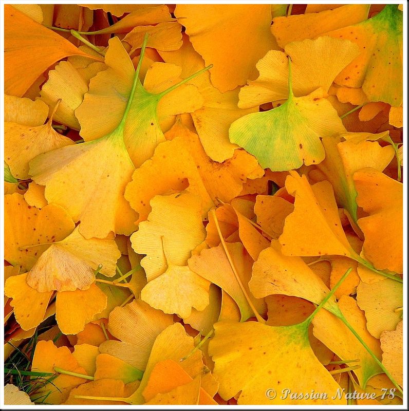 La forêt aux couleurs d'automne (25)