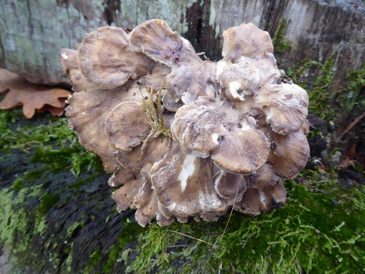 Grifola frondosa (1) Photo de Campet 2022 Photos Mycologie gersoise