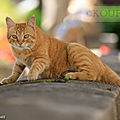 Photos JMP©Koufra 12 - Le Caylar - Chats - 07072019 - 0003