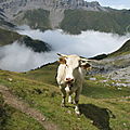 Lac d'Ansabère : vache (64)