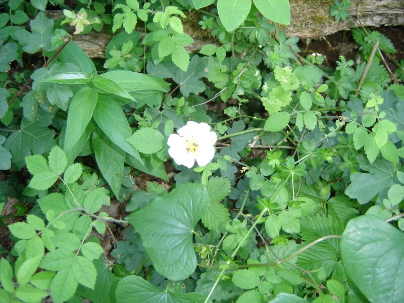 Petite Fleur Blanche Photo De Fleurs Des Champs Creationsy