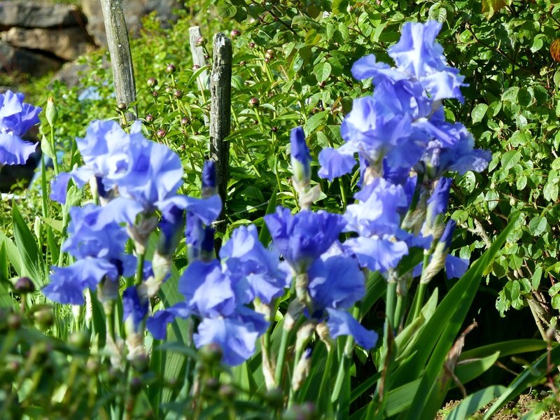 sapphire hills (6)