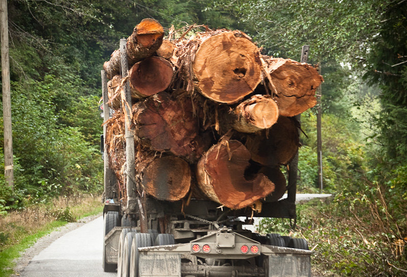 Loaded_Trucks_Old_Growth-1