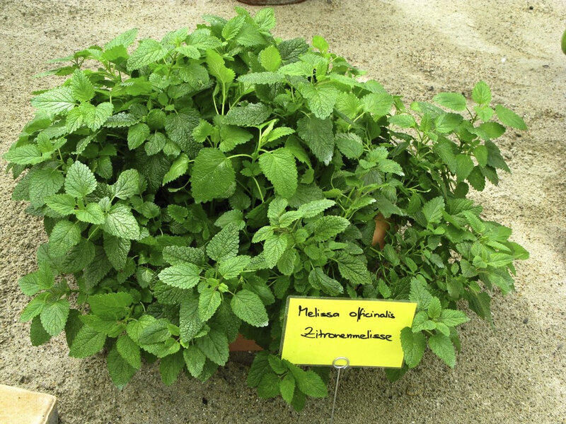 Mélisse officinale