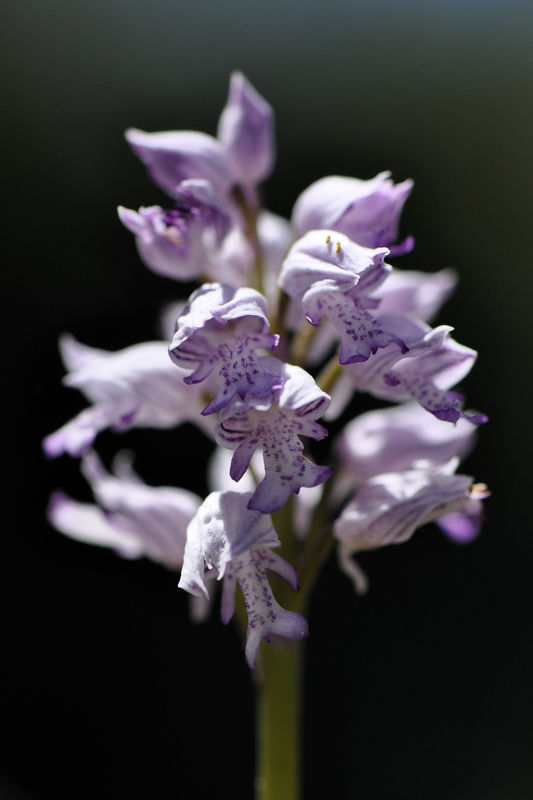_DSC0498_Orchis_militaris