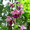 epipactis-a-52