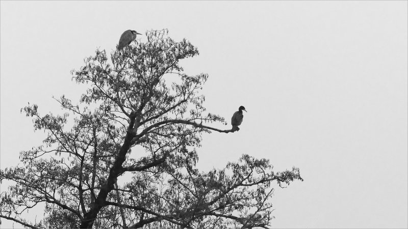 Oiseaux cormoran héron arbres 181223 nb
