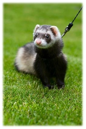 furet ecologique (4)