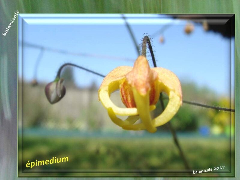 balanicole_2017_06_le printemps des vivaces 02_16_épimedium1