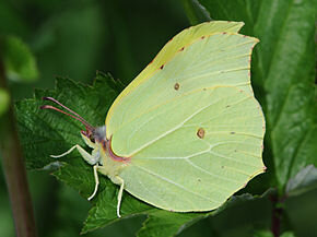 Zitronenfalter_♂_Gonepteryx_rhamni