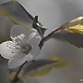 tintiied0272