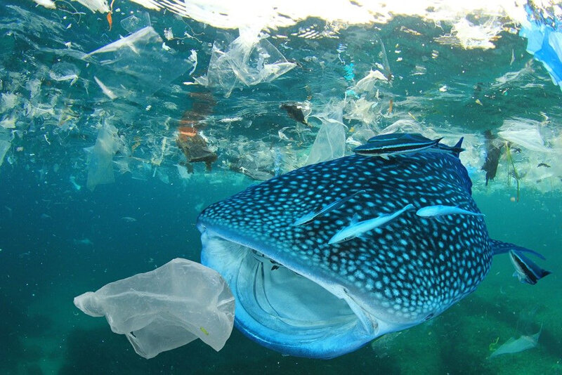 requin-baleine-plastique