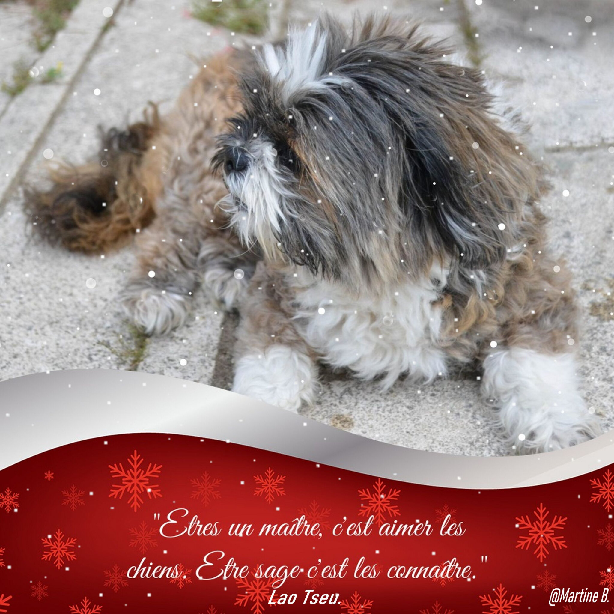 Citations Sur Les Chiens Martine Passion Photos