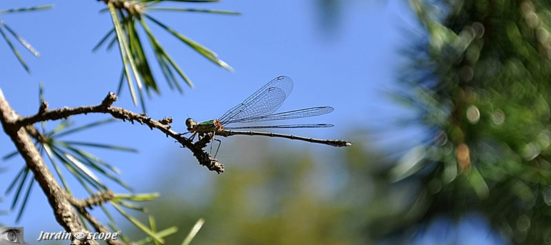 Demoiselle_sur_une_branche
