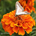 Photos JMP©Koufra12 - Papillon - Pyrale du buis - 21082018 - 032