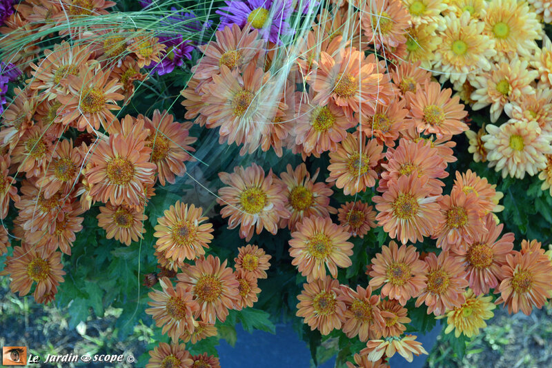 PAT_9097-Chrysanthème