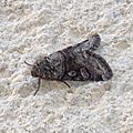 Episema scoriacea ( Noctuelle du lis-des-prés )