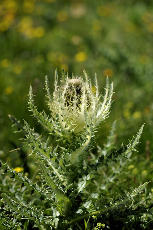 _DSC0690_Cirsium_spinosissimum