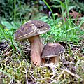 deux frères cèpes noirs dans l'herbe...