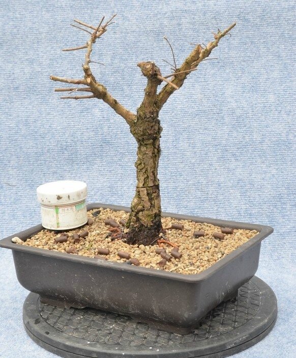 Orme du Japon Nire Japanese Elm Nire Opale Bonsaï