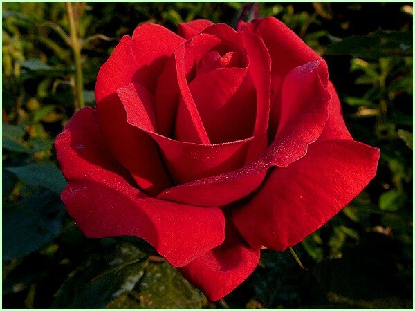 Rose-rouge--2-