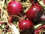 Oignons rouges