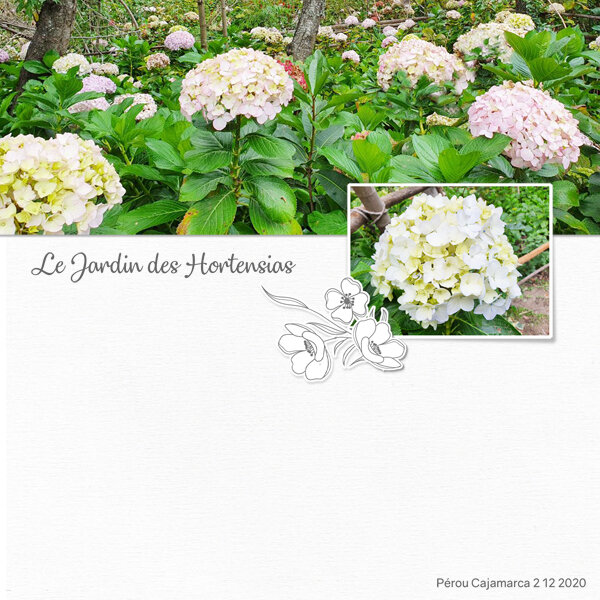 16 DCS jardin hortensias