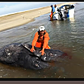 Mutation issue de fukushima des baleines à deux têtes echouées en californie (vidéo)