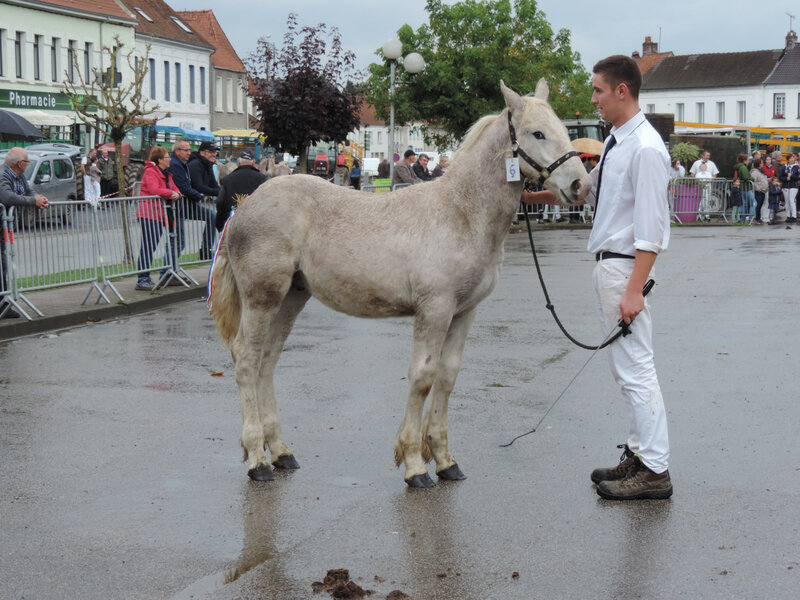 Josko - 13 Octobre 2019 - Concours de Poulains - Hucqueliers (62) - 5e (Boulonnais nés entre le 10 Avril et le 10 Mai 2019)