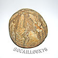 Echinocorys vulgaris f50 