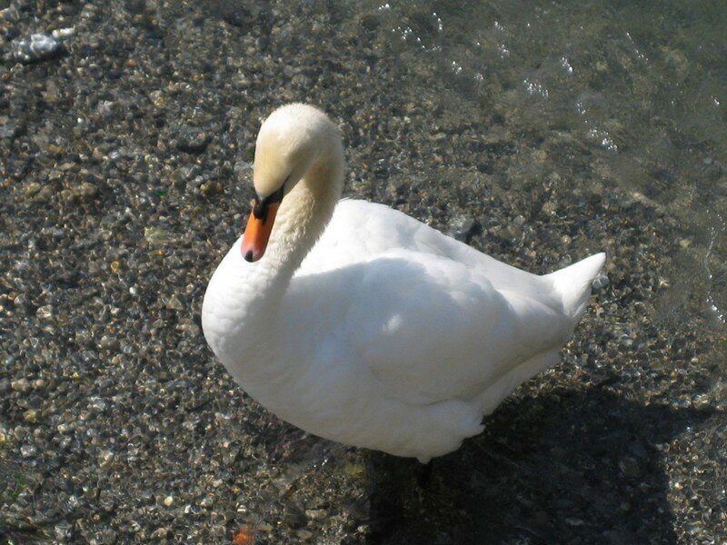Combien De Temps Un Cygne Couve Ses Oeufs La couvée VI - Megan ou le début d'une aventure