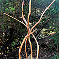 belles branches de bruyères arborescentes yurtao