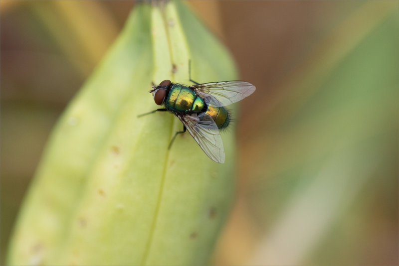 Macro après pluie 030723 ym 11 mouche
