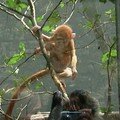 Wilhelma - tout jeune singe issu de la nursery