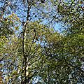 Z-9955 Forêt de Rihoult Clairmarais