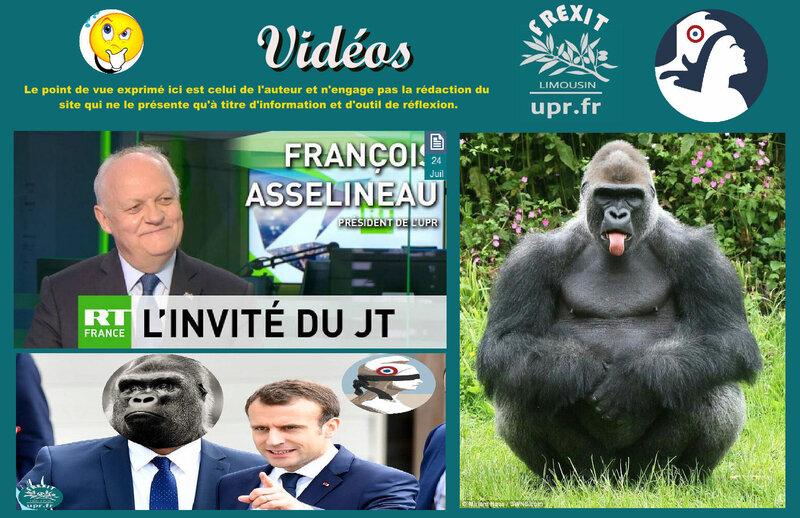 VIDS GORILLE
