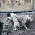 Amneville zoo 26