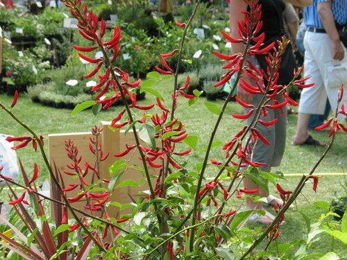 0388 Fleur Rouge Jardin Dalbertas 26 Mai Photo De